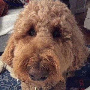 Meet your Posher, Brady